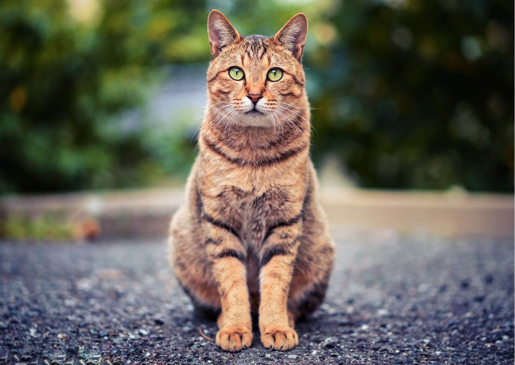 Rezept Futterplan Katze Niere | braungetigerte Katze