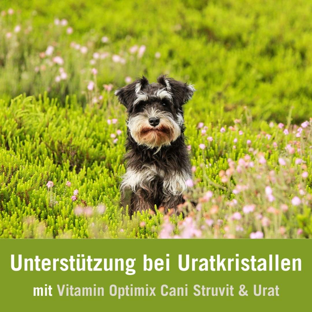 Füttern bei Uratkristallen mit Vitamin Optimix Cani Struvit & Urat | Zwergschnauzer auf Wiese