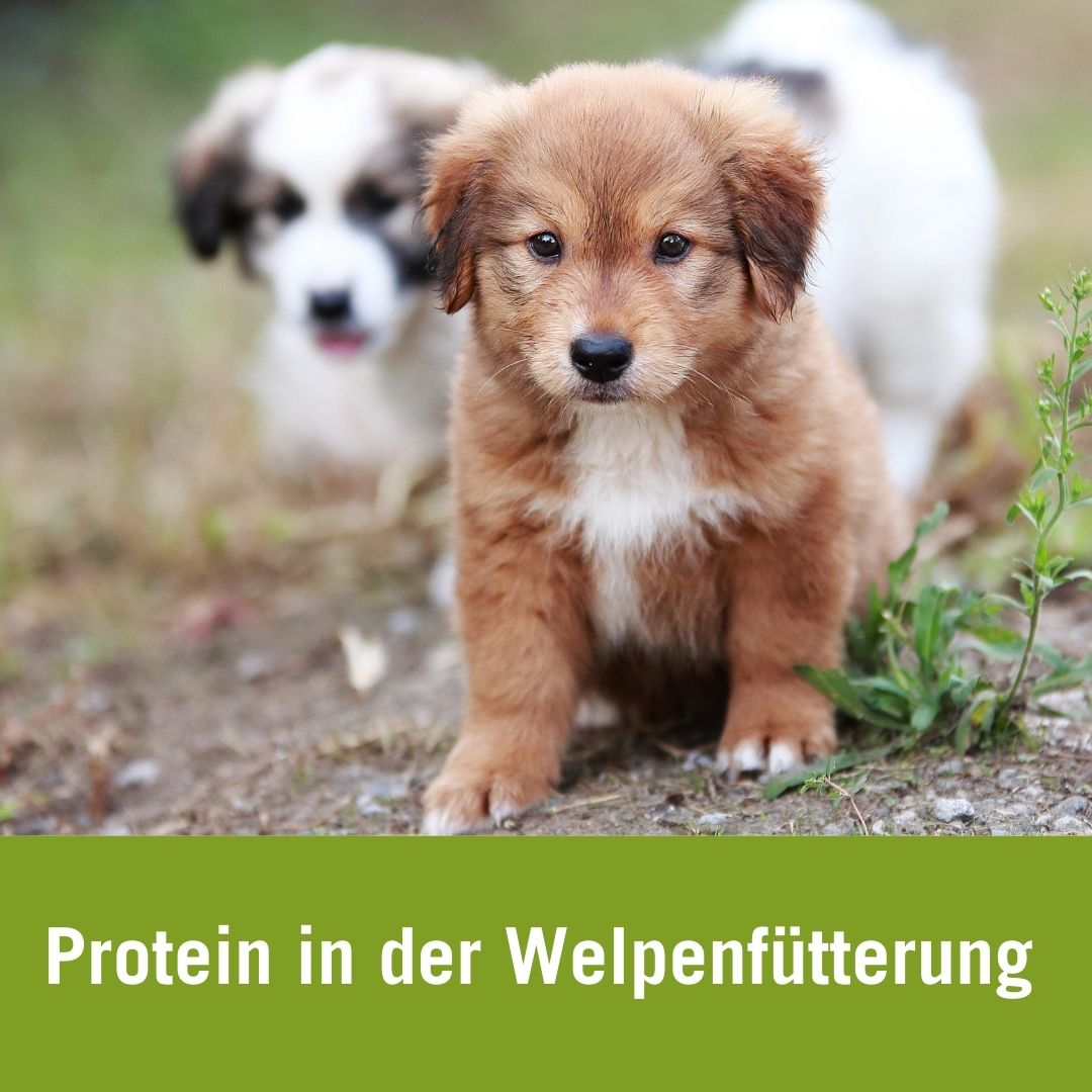 Protein in der Welpenfütterung | zwei Welpen auf Wiese Protein in der Welpenfütterung | zwei Welpen auf Wiese