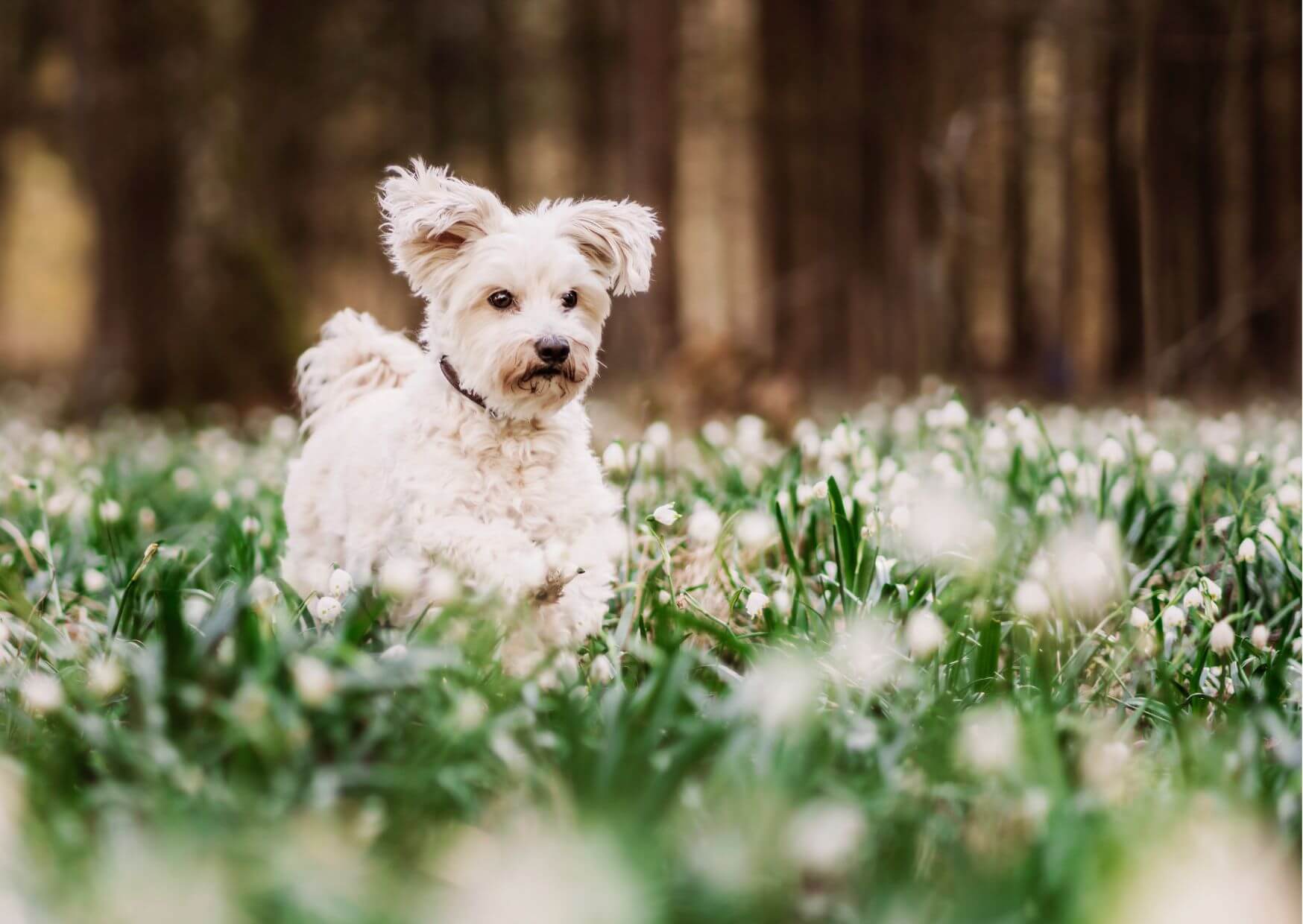 Allergiker | weißer Hund im Blumenfeld
