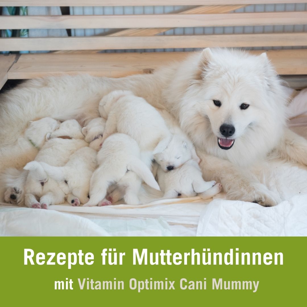 Futterplan für säugende Hündinnen mit Vitamin Optimix Mummy Futterplan für säugende Hündinnen mit Vitamin Optimix Mummy