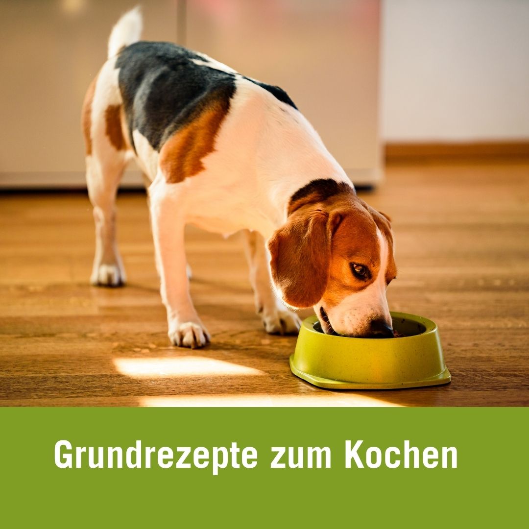 Kochen für Hund Grundrezept | Beagle frisst aus grünem Napf