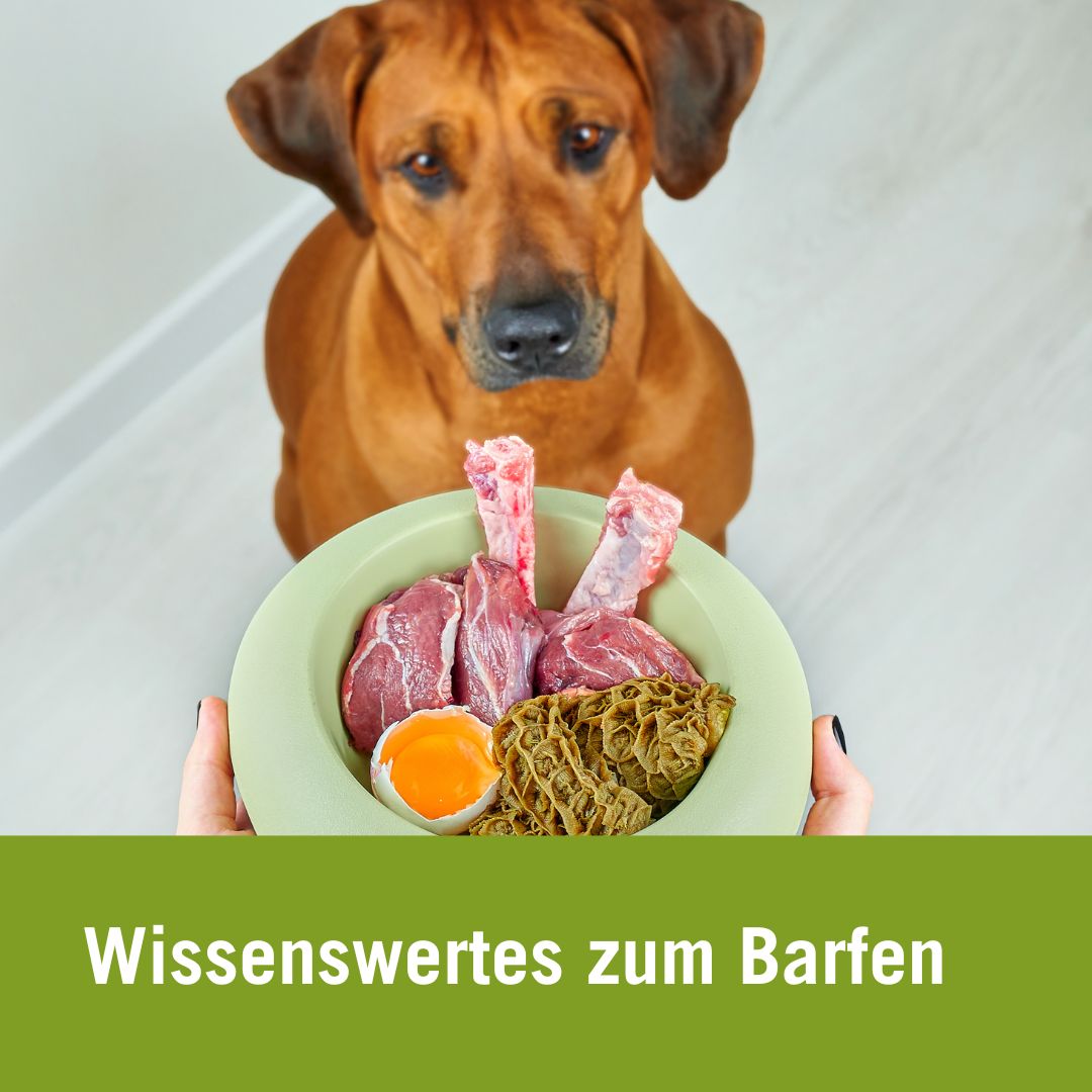 Barfen für Hunde| Hund vor Napf mit Fleisch, Innereien und Eier