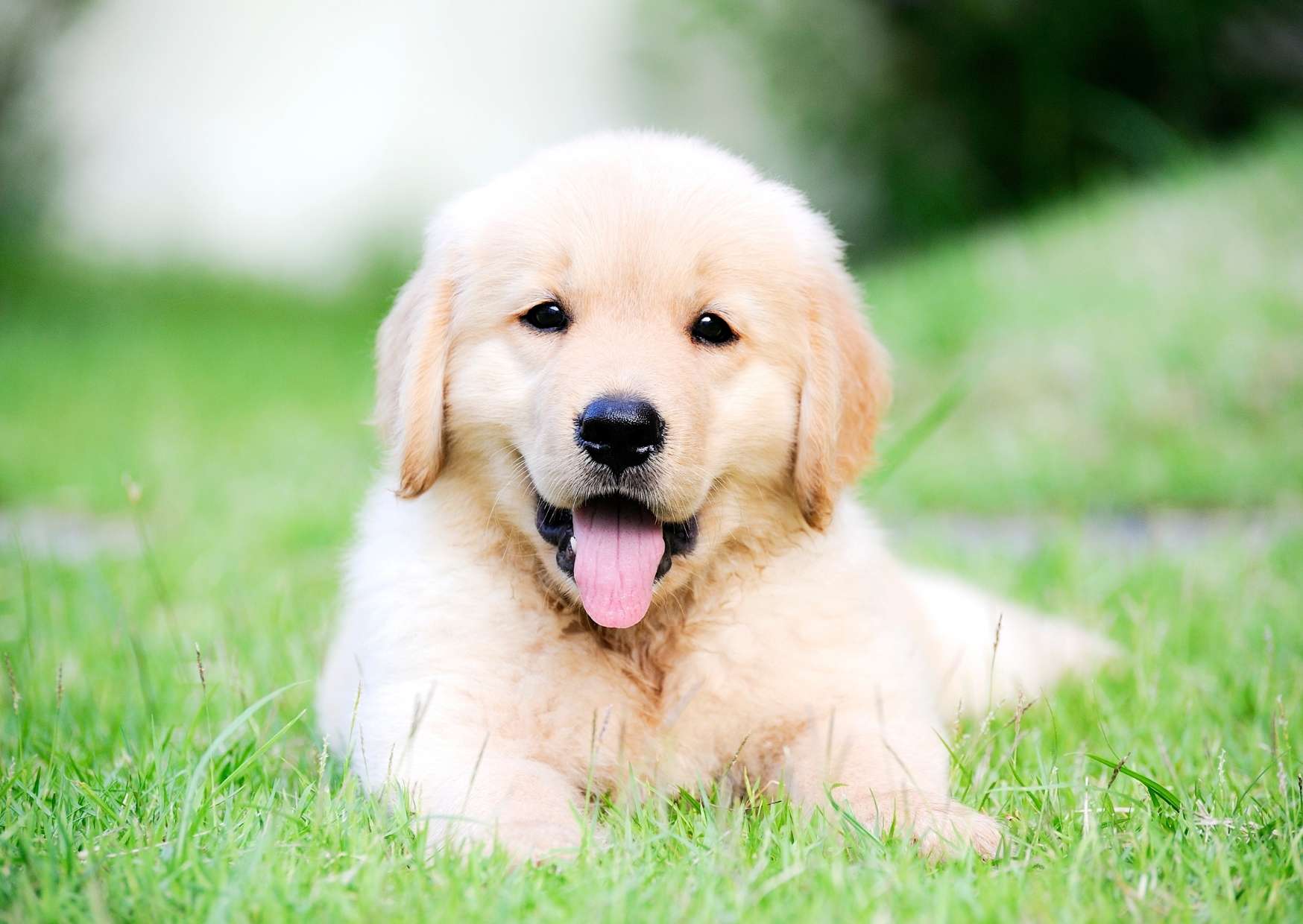 Golden Retriever Welpe auf Wiese