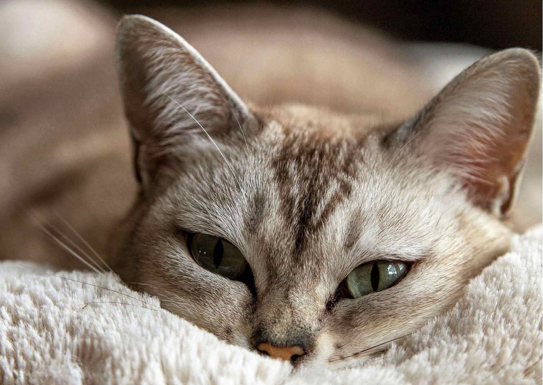 Rezept Futterplan Katze fettarm