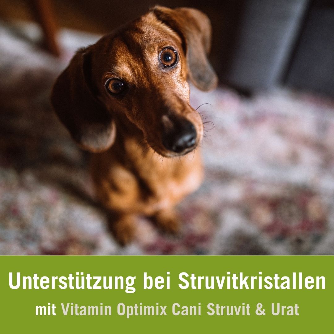 Hunde füttern bei Struvitkristallen | Vitamin Optimix Cani Struvit & Urat| Dackel