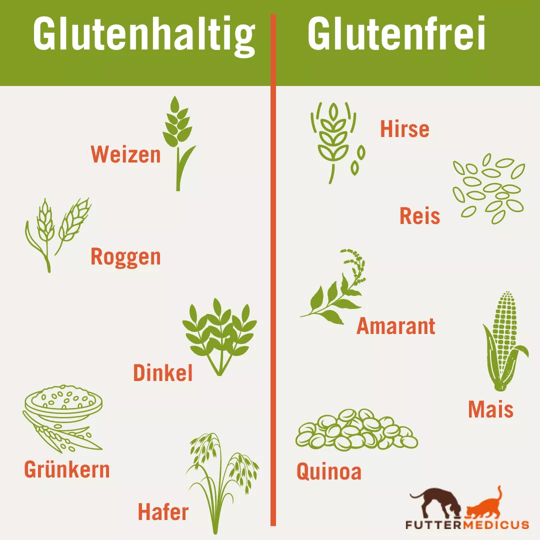 Futtermittelkunde | Kohlenhydrate | Glutenhaltig: Weizen, Roggen, Dinkle, Grünkern, Hafer | Glutenfrei: Hirse, Reis, Amarant, Mais, Quinoa Futtermittelkunde | Kohlenhydrate | Glutenhaltig: Weizen, Roggen, Dinkle, Grünkern, Hafer | Glutenfrei: Hirse, Reis, Amarant, Mais, Quinoa